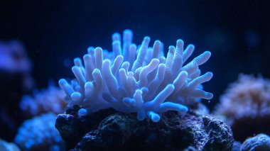 Denizin güzel sualtı dünyası