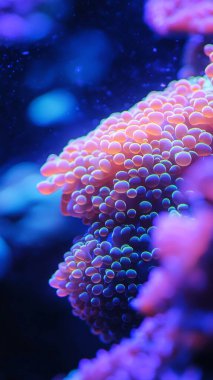 Akvaryumdaki mercan resifi