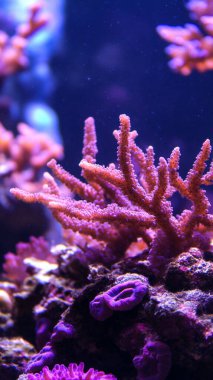 Deniz yosunlarının güzel sualtı dünyası