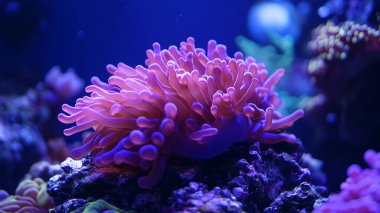 Akvaryumdaki mercanlar.