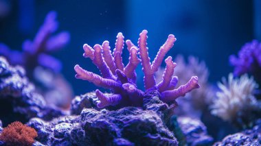 Kırmızı mercan kayalıkları