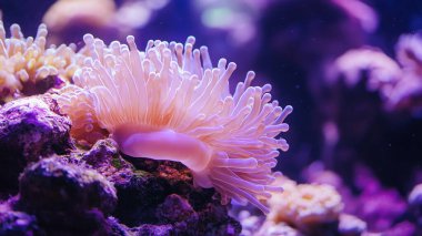 Kızıl denizdeki mercan kayalıkları.