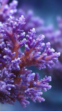 Okyanustaki mor mercan resifi