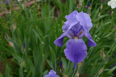 Bahçedeki çiçekler