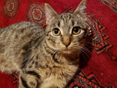 Tusia, sevgili kedim.