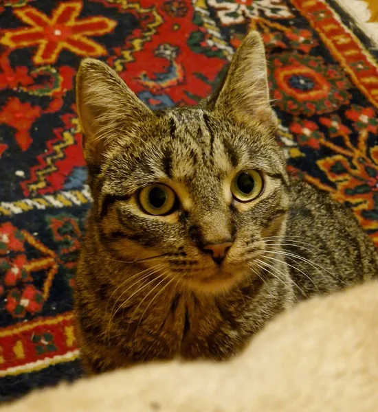 Tusia Min Underbara Katt — Stockfoto