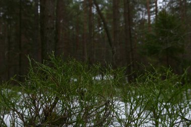 Karlı bir kışta bir orman