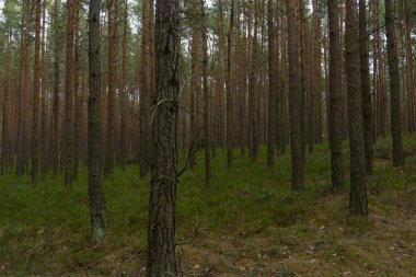 Orman manzarası harika.