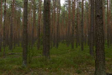 Orman manzarası harika.