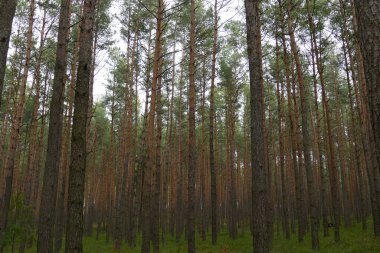 Orman manzarası harika.