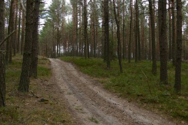 Orman manzarası harika.