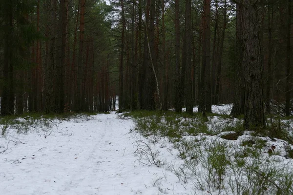 Uma Floresta Inverno Nevado — Fotografia de Stock