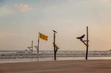 Bir kuş Sri Lanka 'da balık yakalamak için bir yapıya oturur.