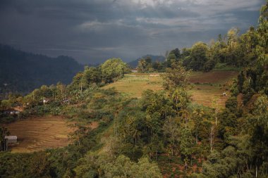Sri Lanka 'da bir yamaçtaki çay tarlaları