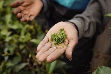 Sri Lanka 'da çay toplayıcılarının elleri