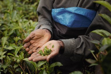 Sri Lanka 'da çay toplayıcılarının elleri