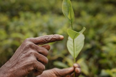 Sri Lanka 'da çay toplayıcılarının elleri