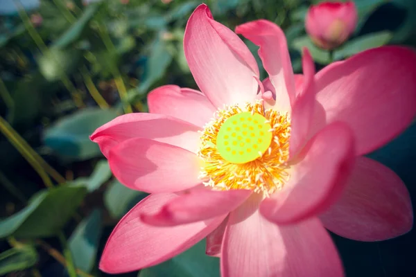 Lotus Flowers Astrakhan — Stock Photo, Image
