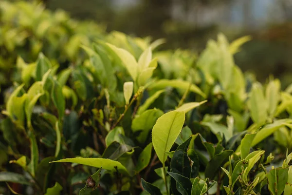Kiełki Herbaty Sri Lance — Zdjęcie stockowe