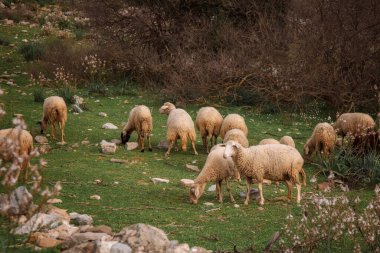Dağlardaki yeşil çayırlarda otlayan koyunlar.