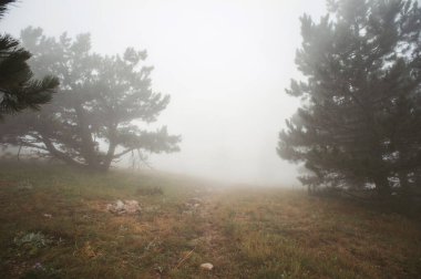 Sisli orman, uzaktaki ağaçlar ve yerdeki seyrek otlar.