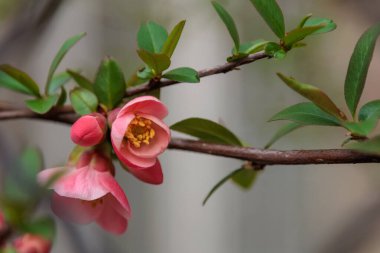 Japon ayva çiçeği. Yüksek kalite fotoğraf