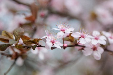 Kiraz ağacı pembesi. Yüksek kalite fotoğraf
