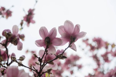 Manolya çiçeği ağacı. Yüksek kalite fotoğraf