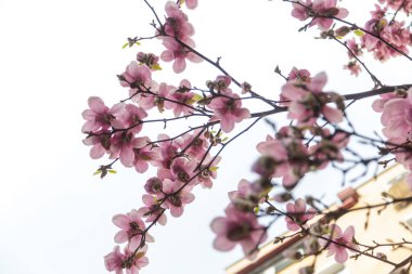 Manolya çiçeği ağacı. Yüksek kalite fotoğraf