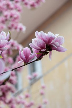 Manolya çiçeği ağacı. Yüksek kalite fotoğraf