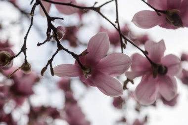 Manolya çiçeği ağacı. Yüksek kalite fotoğraf