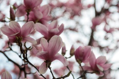 Manolya çiçeği ağacı. Yüksek kalite fotoğraf