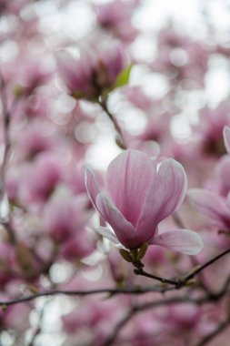 Manolya çiçeği ağacı. Yüksek kalite fotoğraf