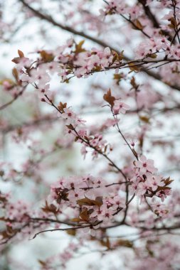 Kiraz ağacı pembesi. Yüksek kalite fotoğraf