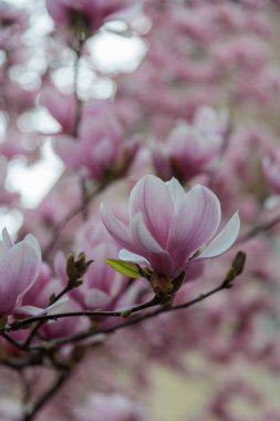 Manolya çiçeği ağacı. Yüksek kalite fotoğraf
