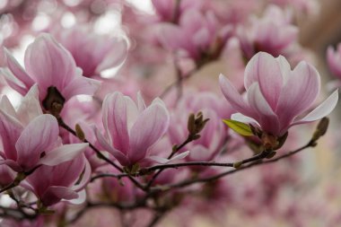 Manolya çiçeği ağacı. Yüksek kalite fotoğraf