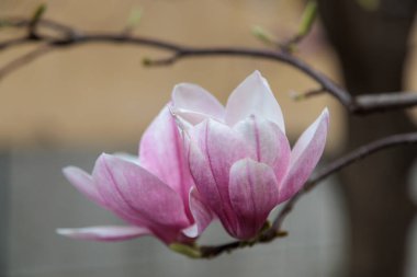 Manolya çiçeği ağacı. Yüksek kalite fotoğraf