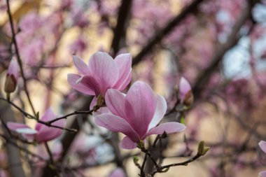Manolya çiçeği ağacı. Yüksek kalite fotoğraf