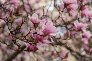 Manolya çiçeği ağacı. Yüksek kalite fotoğraf