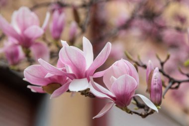 Manolya çiçeği ağacı. Yüksek kalite fotoğraf