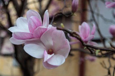 Manolya çiçeği ağacı. Yüksek kalite fotoğraf