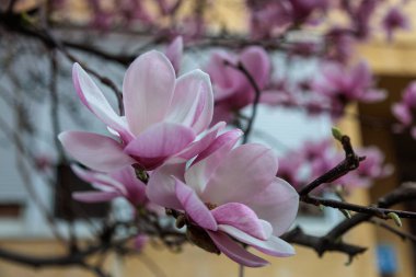 Manolya çiçeği ağacı. Yüksek kalite fotoğraf