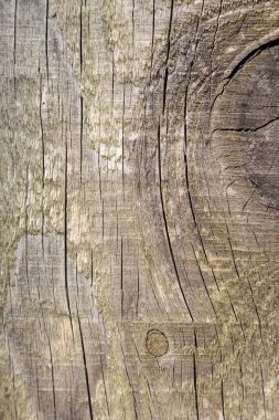 Tahta dokular. Yüksek kalite fotoğraf