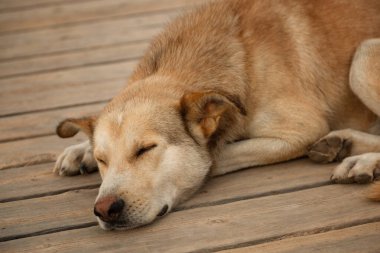 Sevgili köpek dostumuzun huzurlu uykusunu yakalıyorum. Yumuşak, kabarık ceketli açık kahverengi bir cins olan köpek, ahşap bir zeminde kıvrılır.