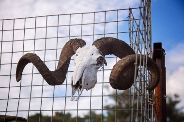 Odak noktası bir koçun yıpranmış kafatası, onun büyük, eğri boynuzları doğal dünyanın gücü ve esnekliğinin bir göstergesidir. Kafatası paslı metal bir çite monte edilmiş.