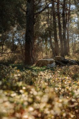 Buruşuk, birbirine dolanmış iki ağaç odak noktası olarak duruyor, çarpık gövdeleri ve dalları kayalık arazinin arka planına karşı neredeyse heykel niteliğinde bir kalite oluşturuyor..