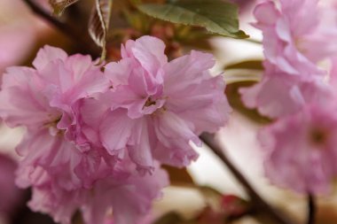 Sakura şehirde çiçek açan bir ağaçtır. Yüksek kalite fotoğraf