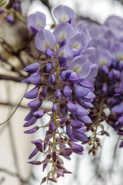 Görüntü, dallarından sarkan uzun mor çiçek püskülleri olan bir tırmanma bitkisi olan Wisteria çiçeklerini gösteriyor. Çiçeklerin kelebek gibi karakteristik bir şekli vardır ve sık sık bahçeleri ve parkları süslemek için kullanılan etkileyici bir şelale oluştururlar.