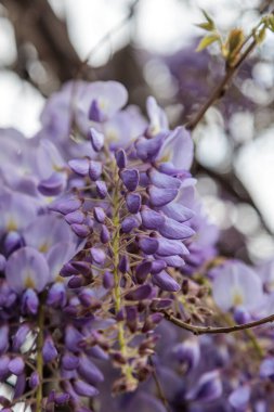 Görüntü, dallarından sarkan uzun mor çiçek püskülleri olan bir tırmanma bitkisi olan Wisteria çiçeklerini gösteriyor. Çiçeklerin kelebek gibi karakteristik bir şekli vardır ve sık sık bahçeleri ve parkları süslemek için kullanılan etkileyici bir şelale oluştururlar.