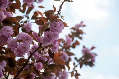 Sakura şehirde çiçek açan bir ağaçtır. Yüksek kalite fotoğraf
